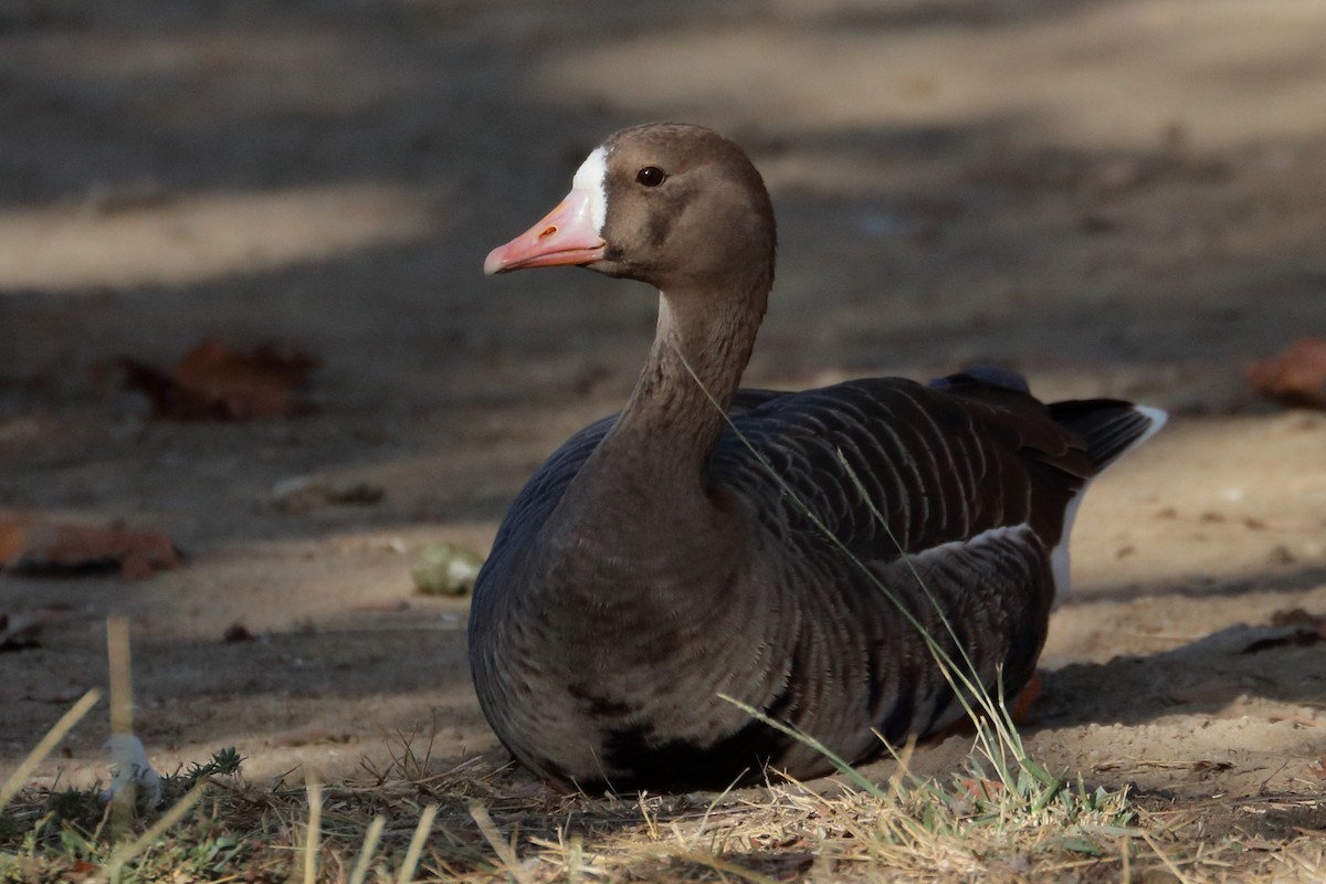 Greater White-fronted Goose - ML277347081