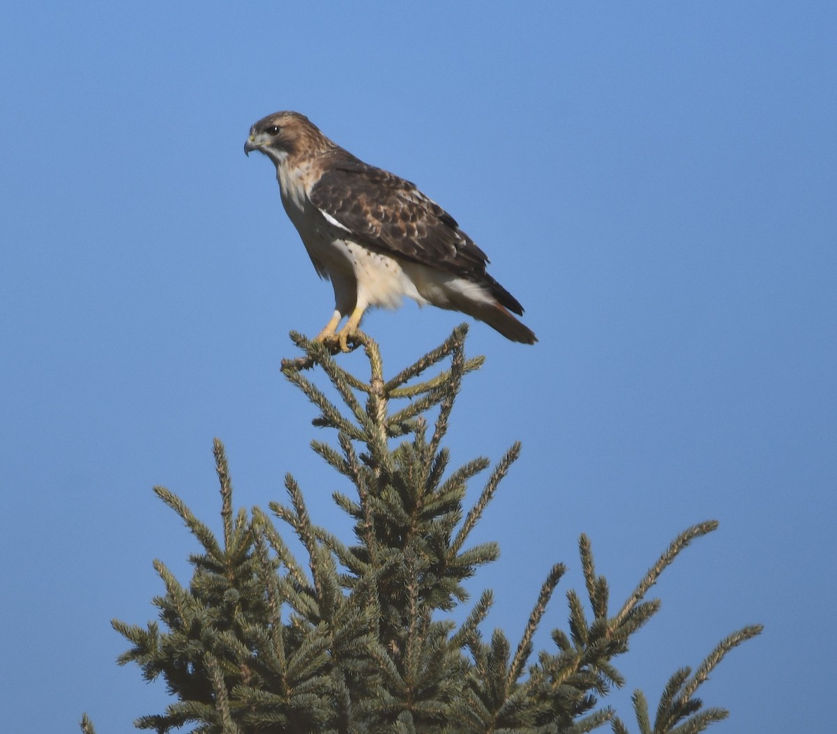 Red-tailed Hawk - ML277347351