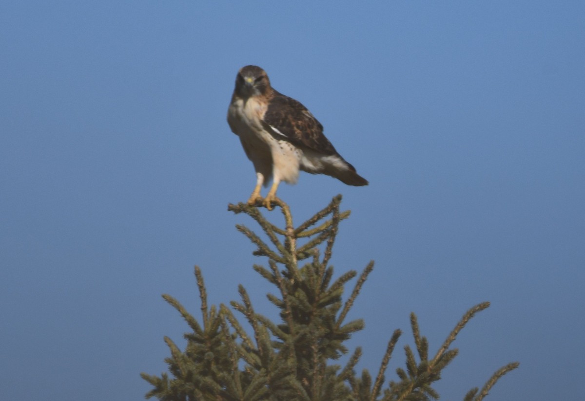 Red-tailed Hawk - ML277347371
