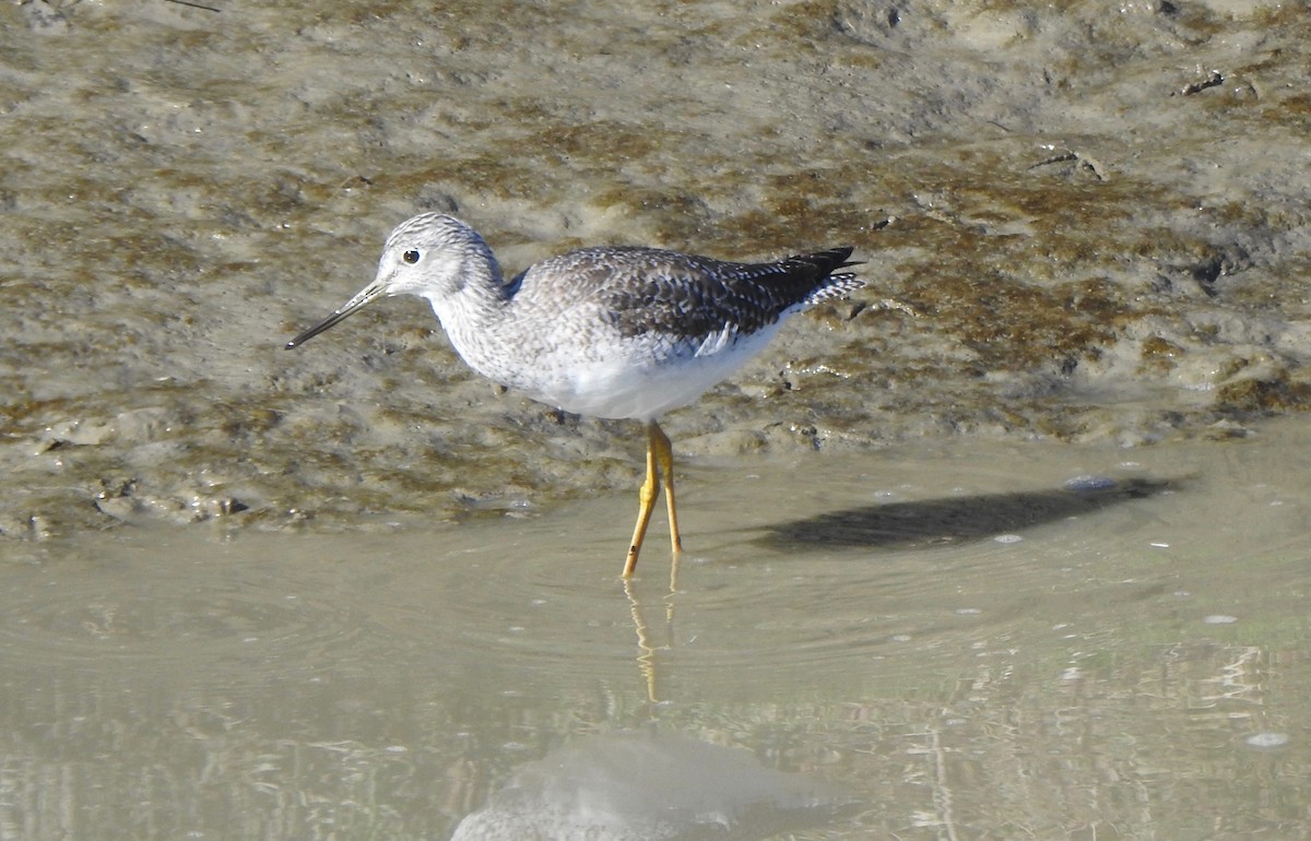 Greater Yellowlegs - MIck Griffin