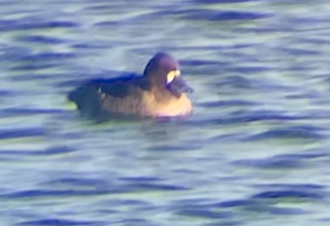 Greater Scaup - ML277348551