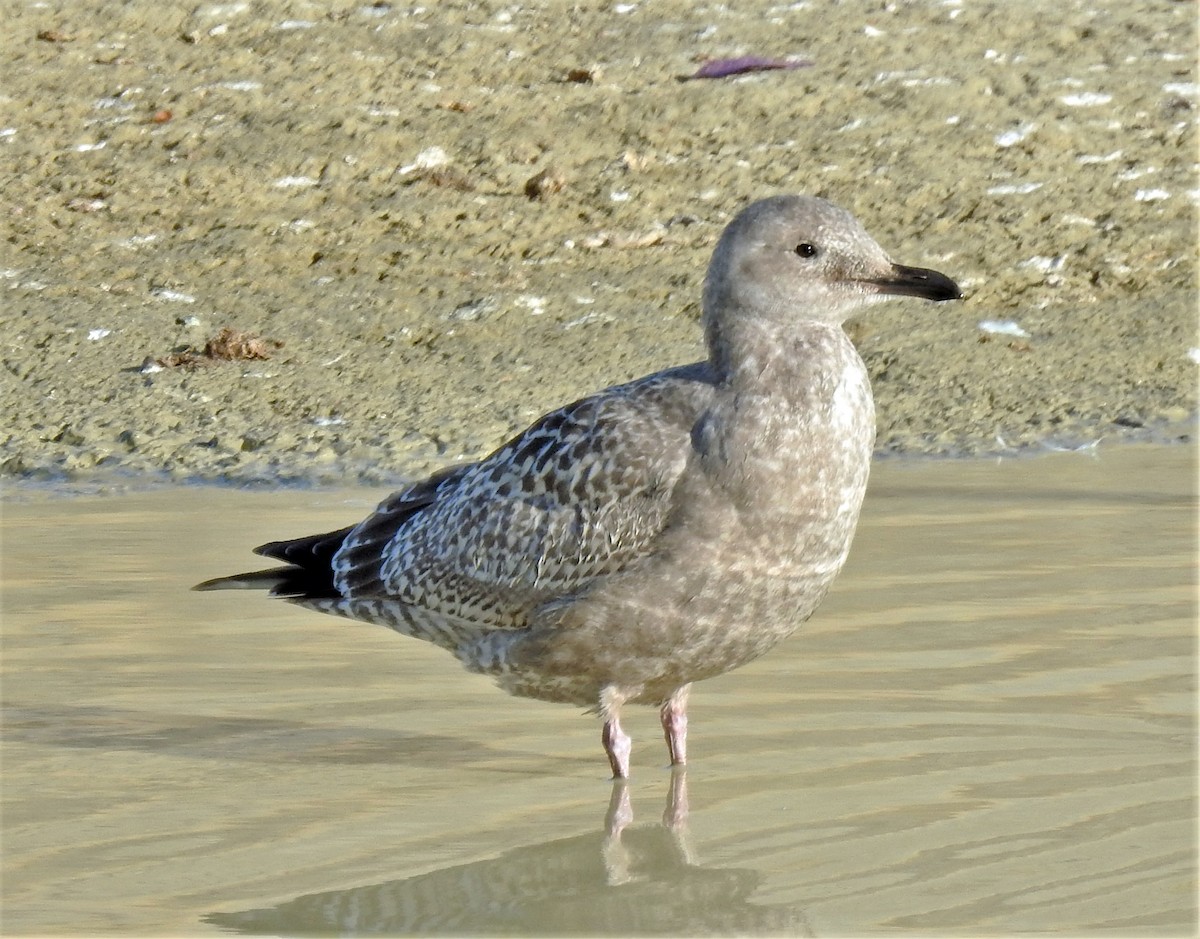 racek stříbřitý (ssp. smithsonianus) - ML277349401