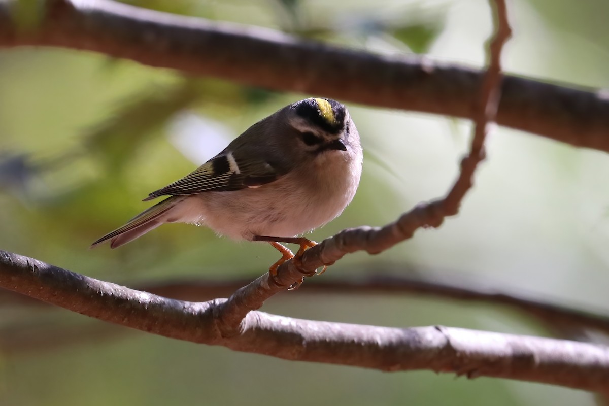 Golden-crowned Kinglet - ML277349691