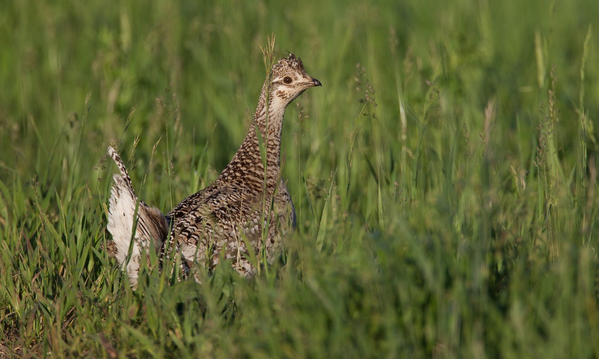 Sharp-tailed Grouse - ML27734971