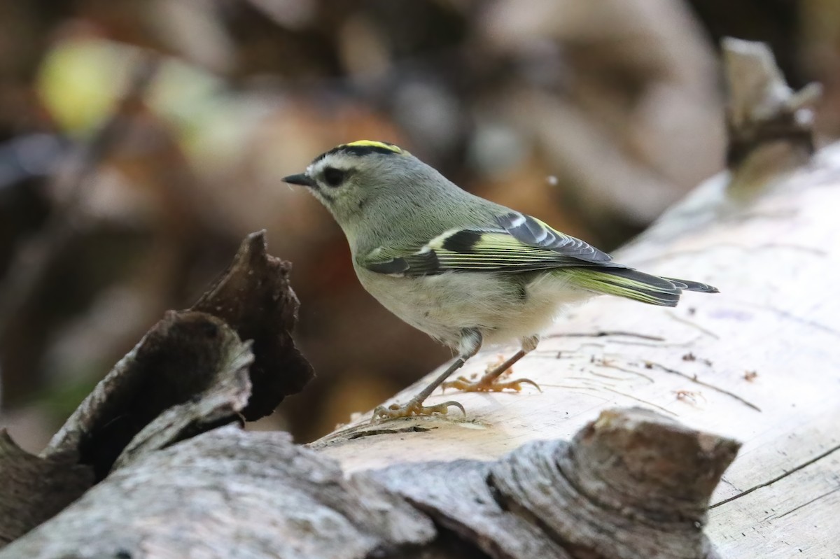 Golden-crowned Kinglet - ML277349721