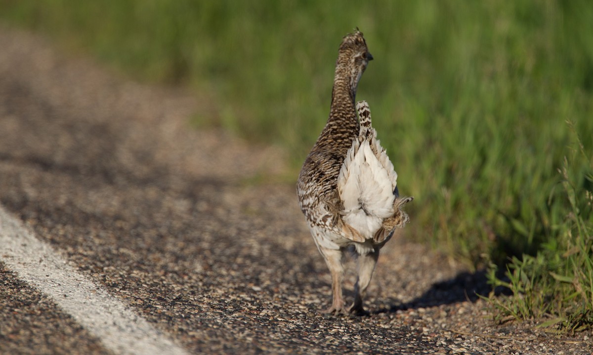 Sharp-tailed Grouse - ML27734981