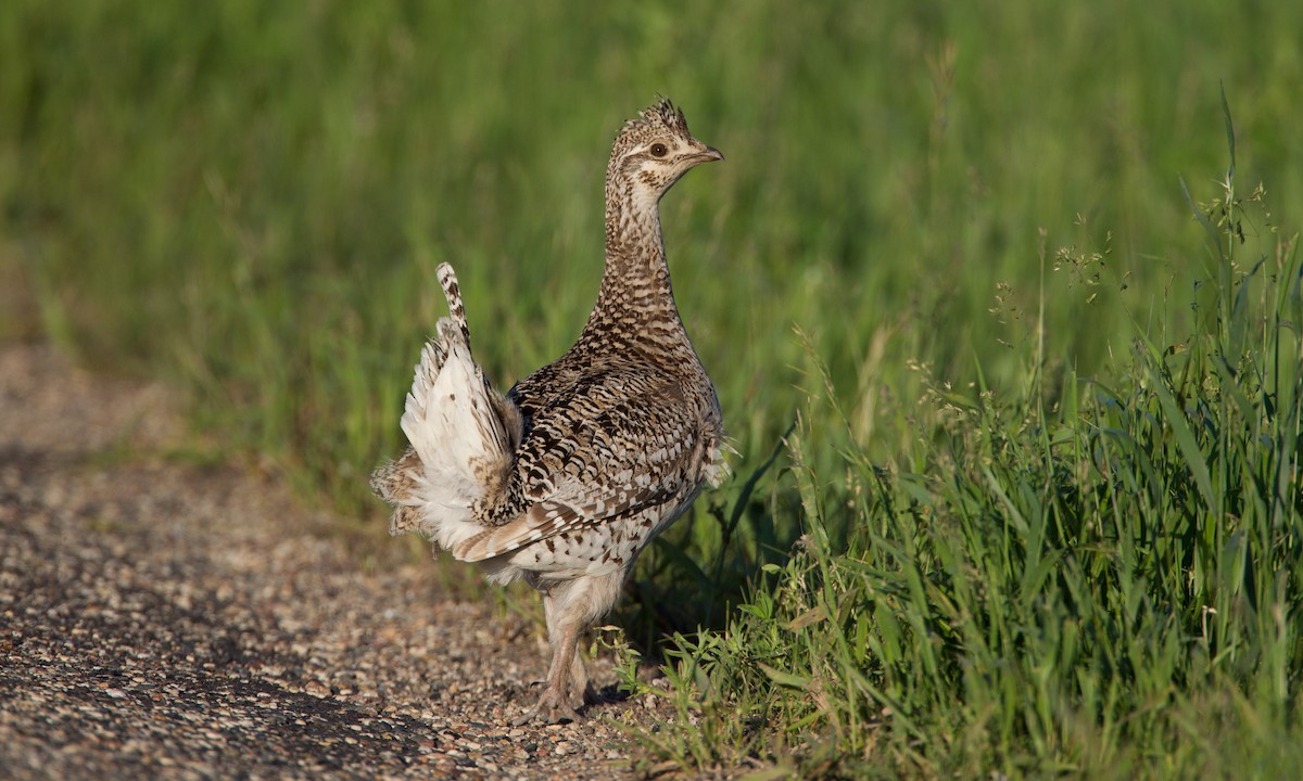 Sharp-tailed Grouse - ML27735011