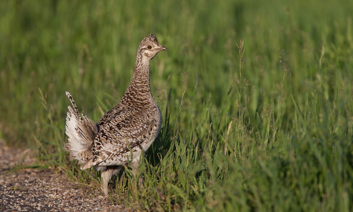 Sharp-tailed Grouse - Chris Wood