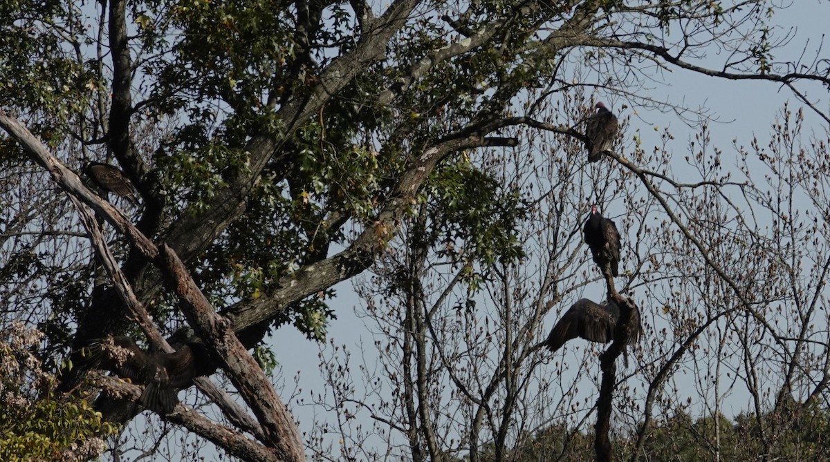 Turkey Vulture - ML277350631