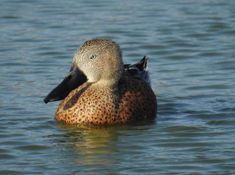 Red Shoveler - ML277350851