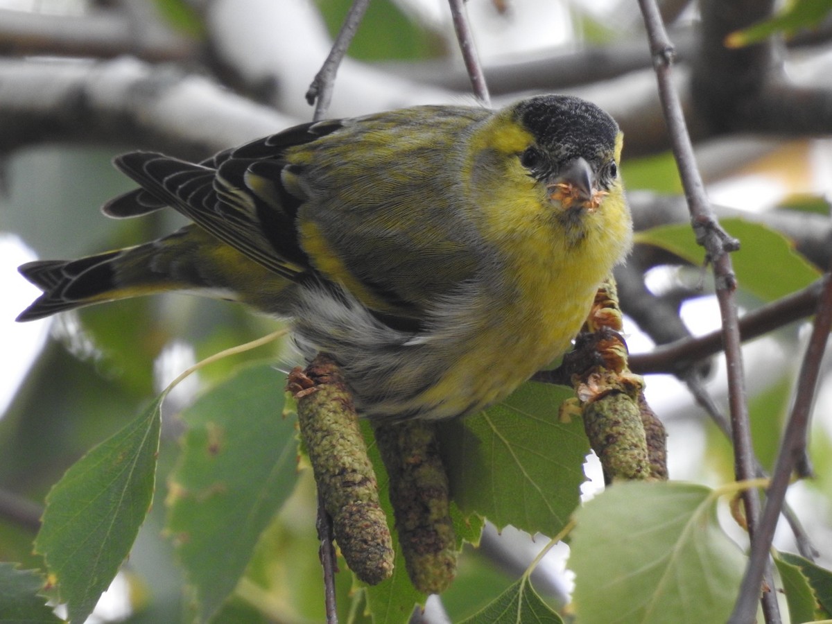 Эгэл ногоолзой - ML277351191