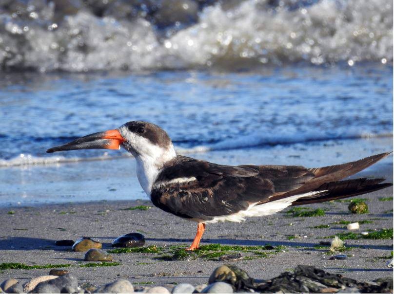 Black Skimmer (cinerascens) - ML277351211