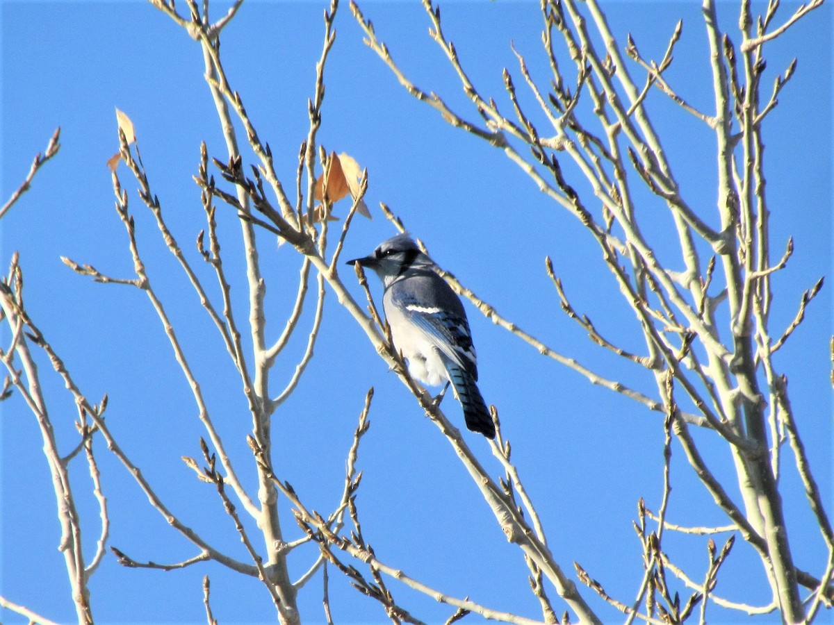 Blue Jay - ML277351241