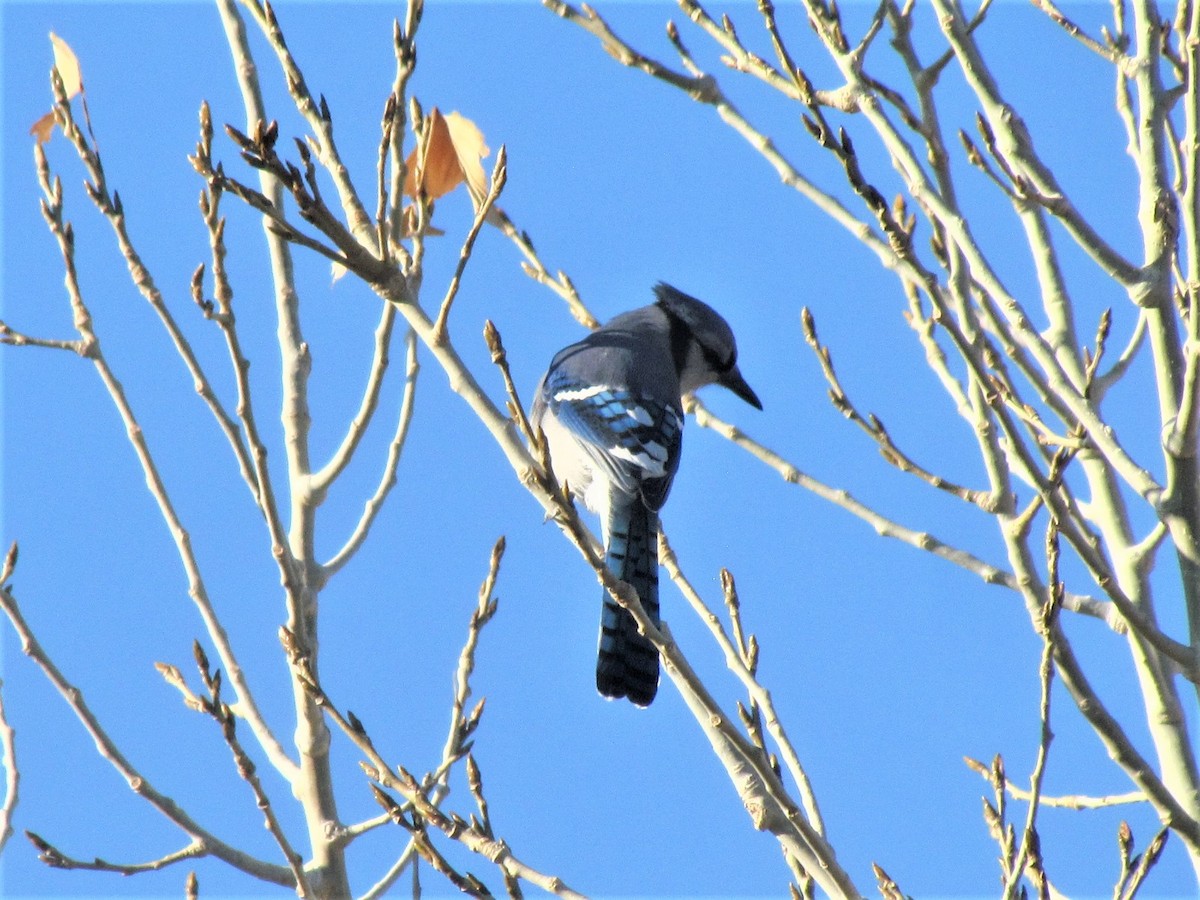 Blue Jay - ML277351291