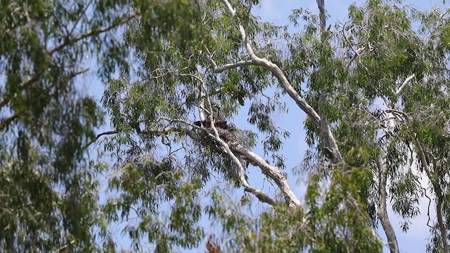 Red Goshawk - ML277352951