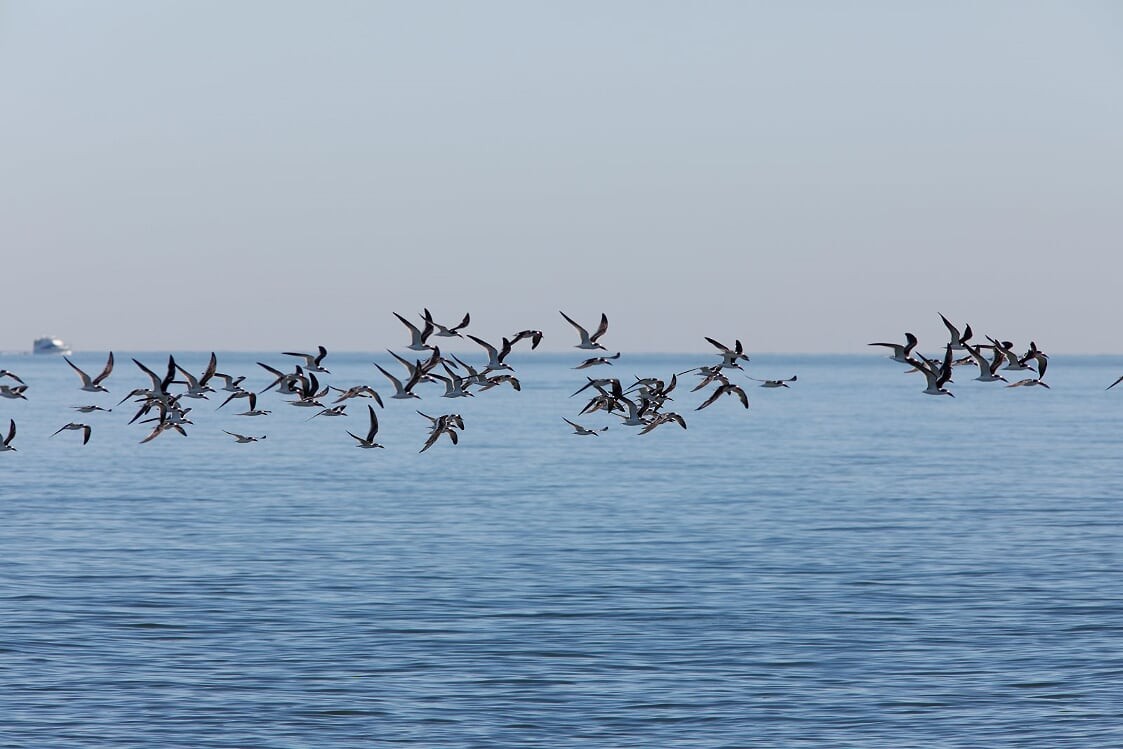 Black Skimmer - ML277353021