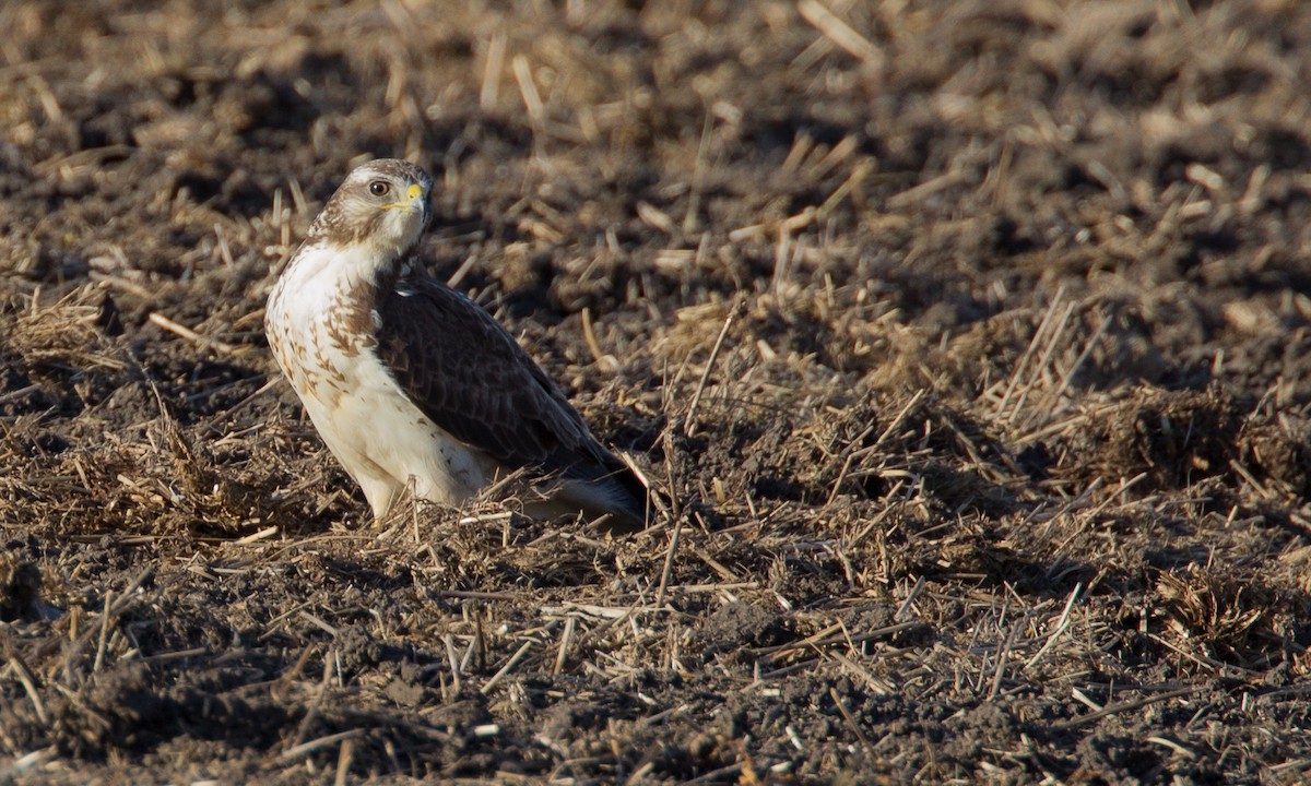 Swainson's Hawk - Chris Wood