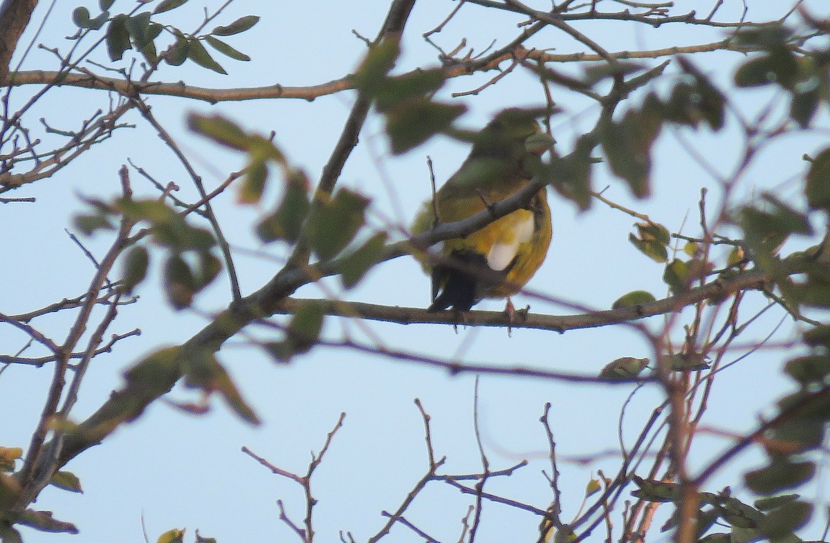 Evening Grosbeak - ML277353851