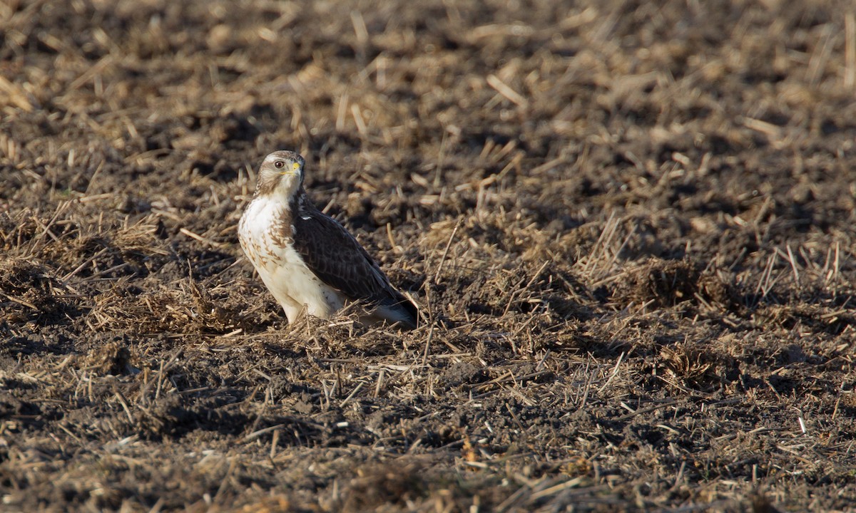 prærievåk - ML27735391