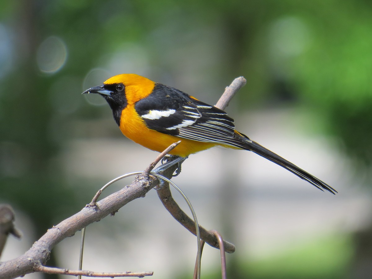 Hooded Oriole - Kevin Groeneweg