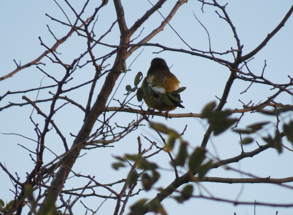 Evening Grosbeak - ML277354041