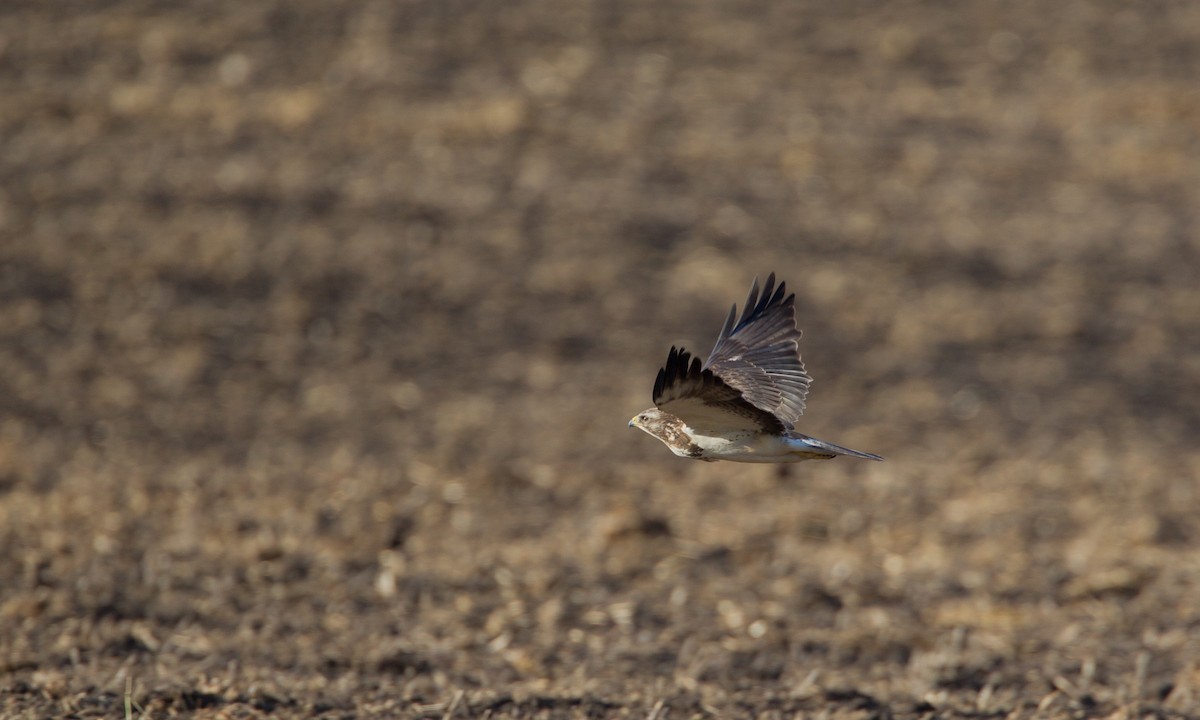 Swainson's Hawk - ML27735411