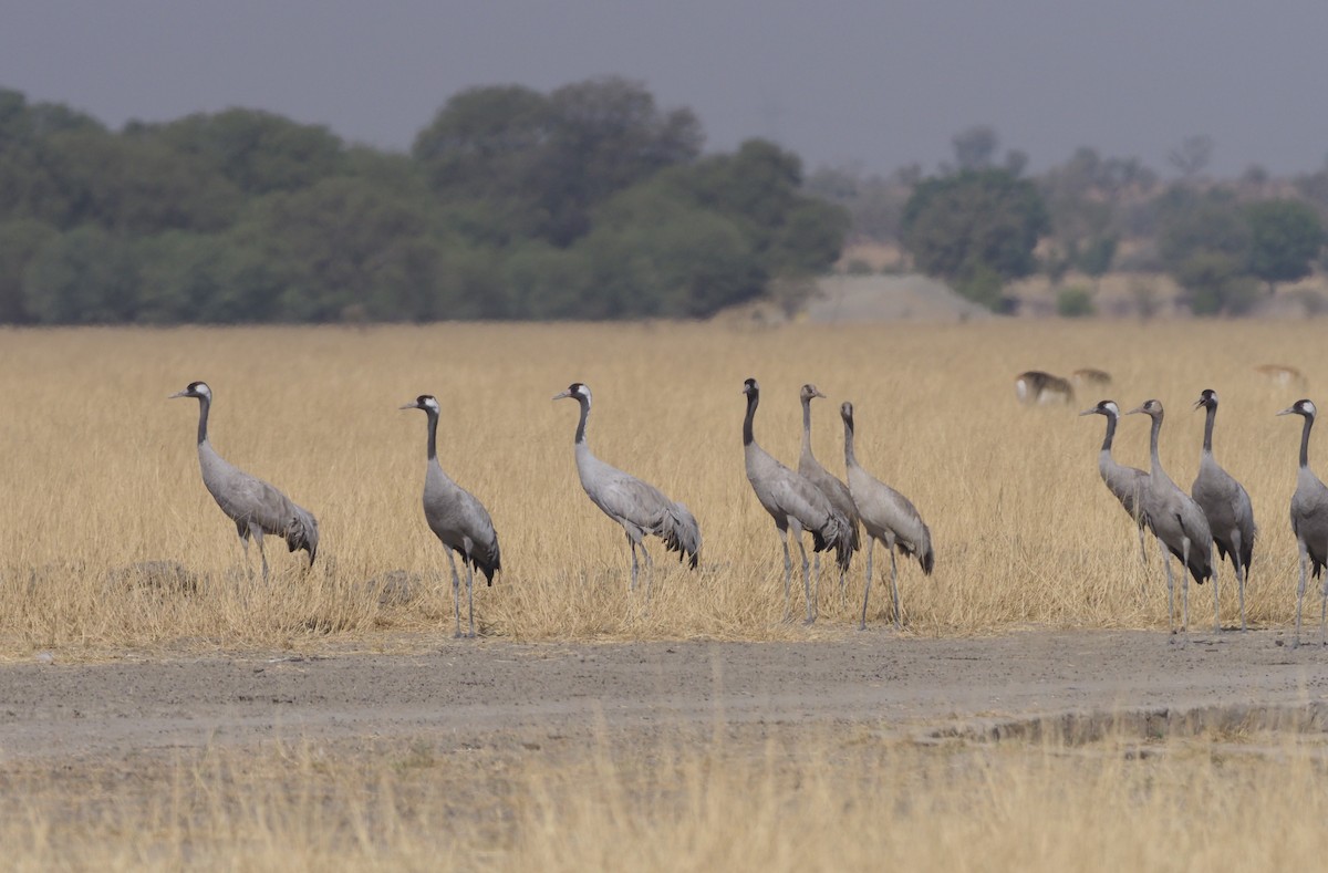 Common Crane - Stephan Lorenz