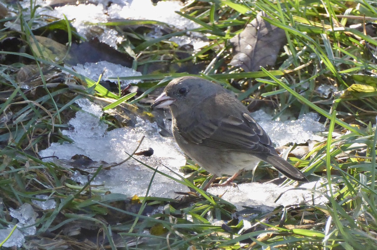 Dark-eyed Junco - ML277357551