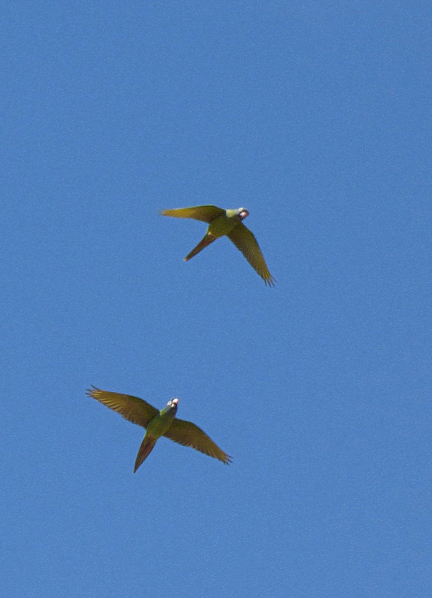 Blue-crowned Parakeet - ML277358451