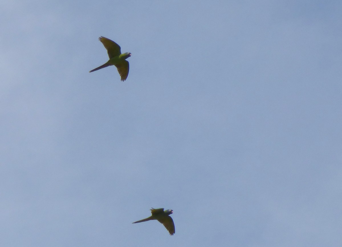 Blue-crowned Parakeet - ML277358511