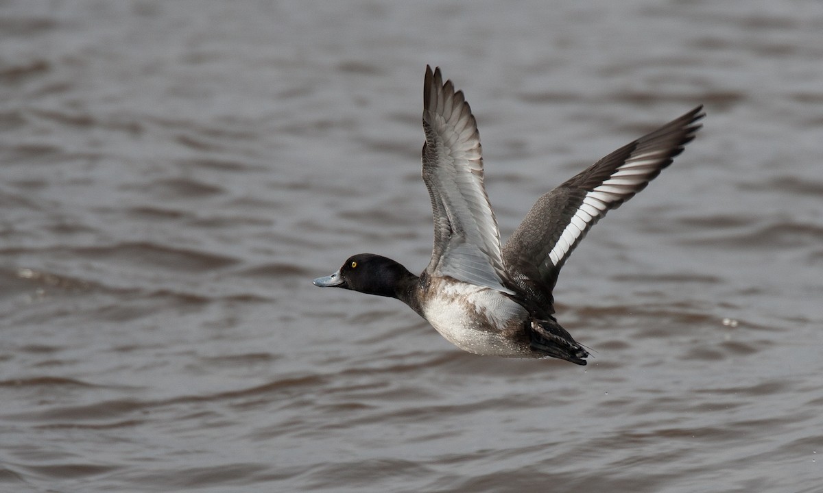 Greater Scaup - Chris Wood