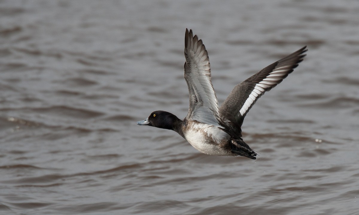 Greater Scaup - ML27736041