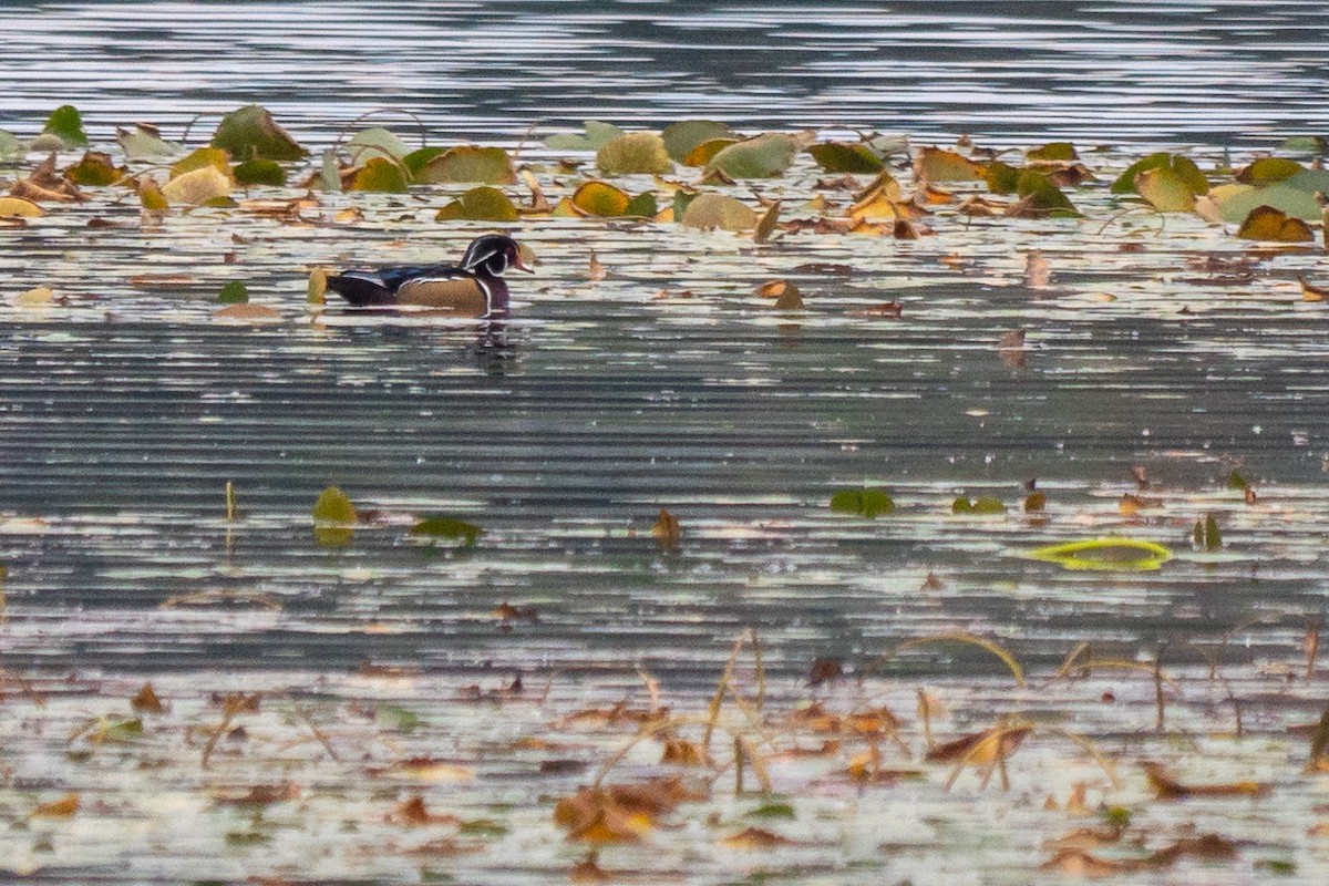 Wood Duck - Grace Oliver