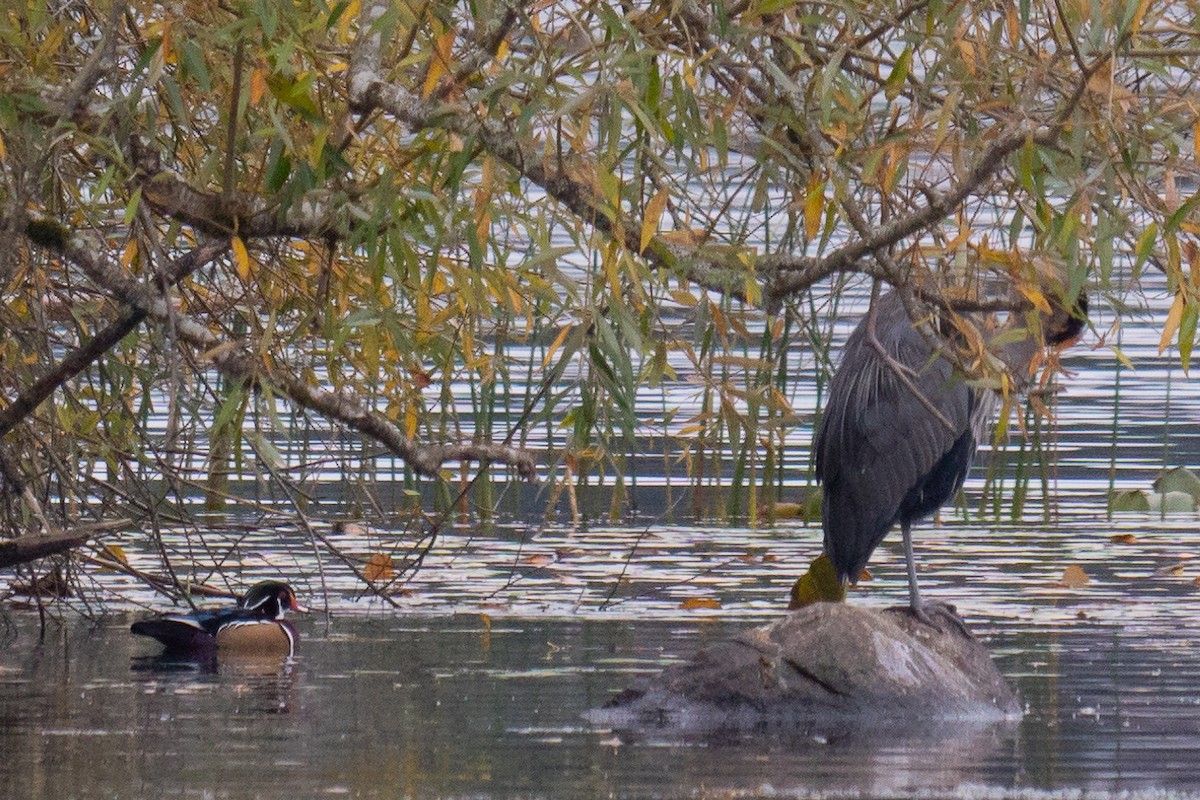 Great Blue Heron - Grace Oliver