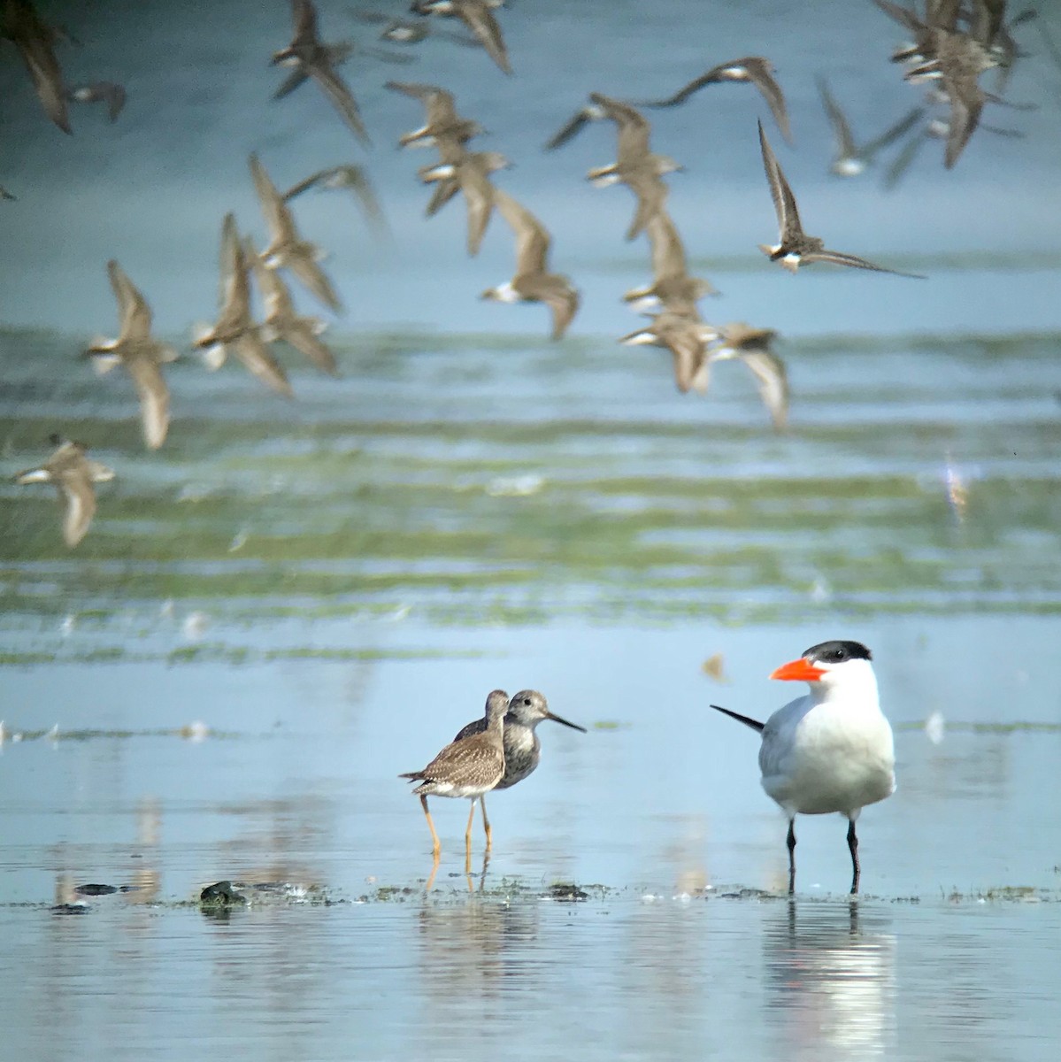 Caspian Tern - ML277360751