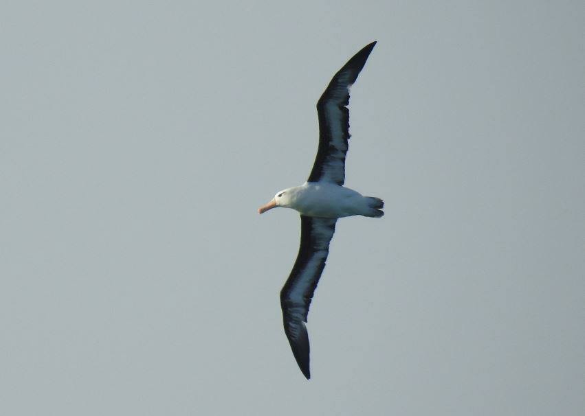 Black-browed Albatross - ML277360931