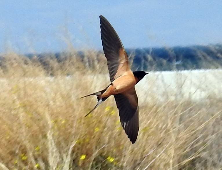 Barn Swallow - Marcio Kerbage