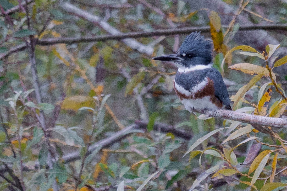 Belted Kingfisher - ML277361091