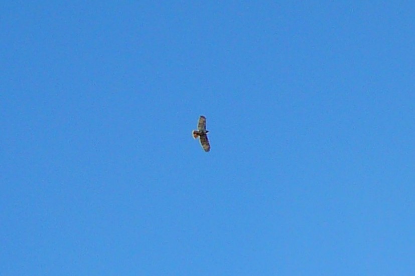 Red-tailed Hawk - Renee  Sawyer