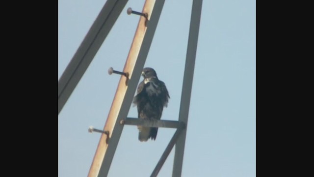 Red-tailed Hawk (Harlan's) - ML277364301