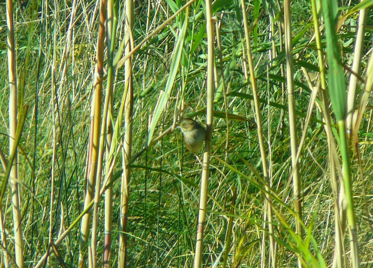 Swamp Sparrow - ML277364401