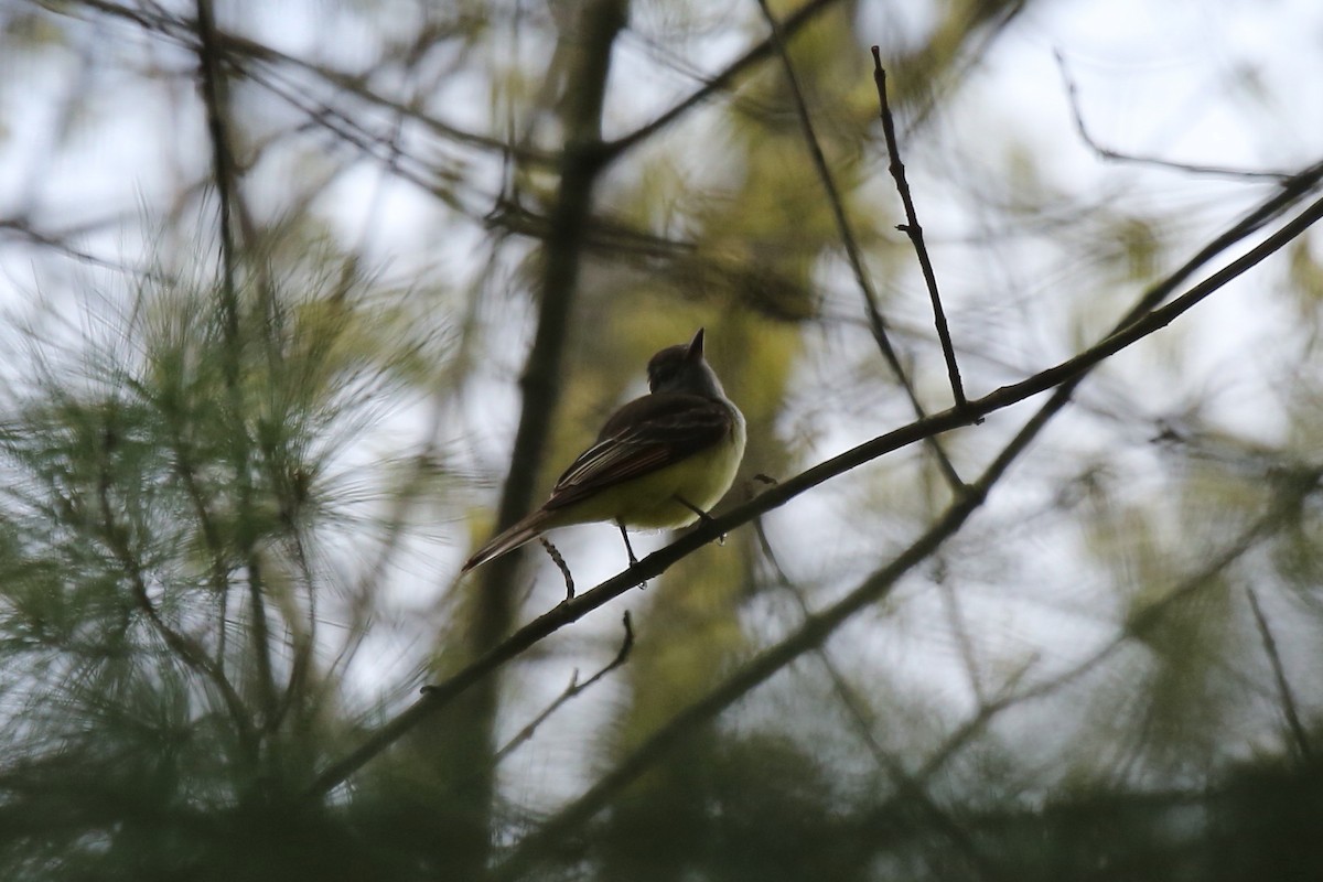 Great Crested Flycatcher - ML27736641