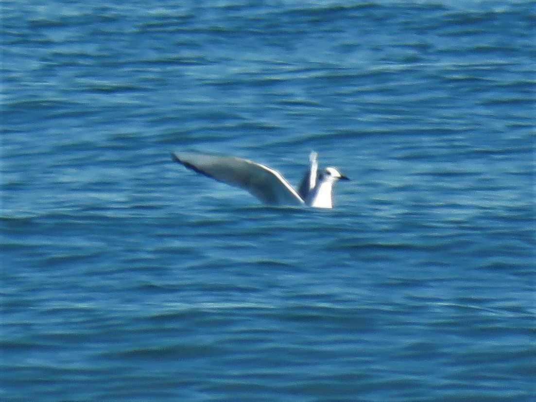 Bonaparte's Gull - ML277366871