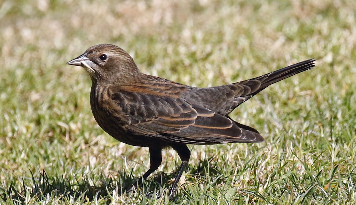 Red-winged Blackbird (California Bicolored) - Don Roberson