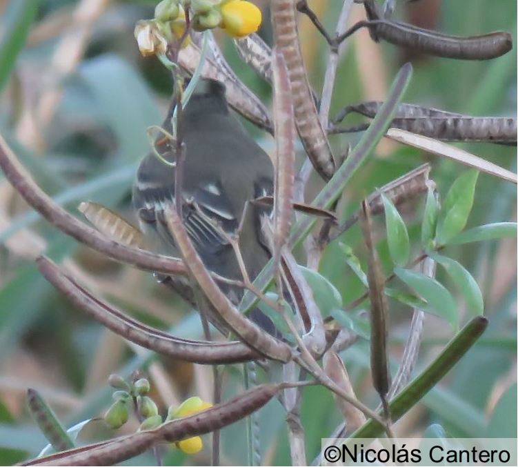 White-crested Elaenia - ML277368041