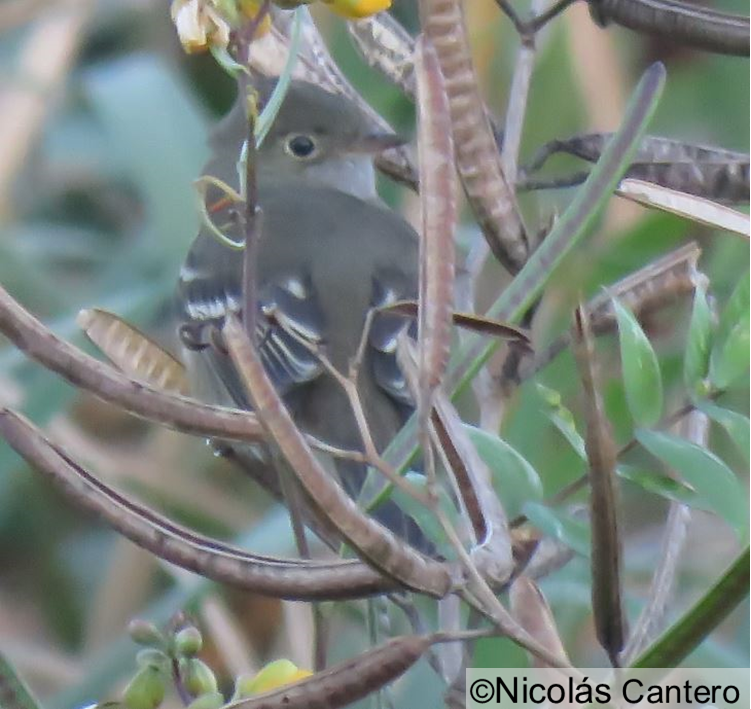 White-crested Elaenia - ML277368061