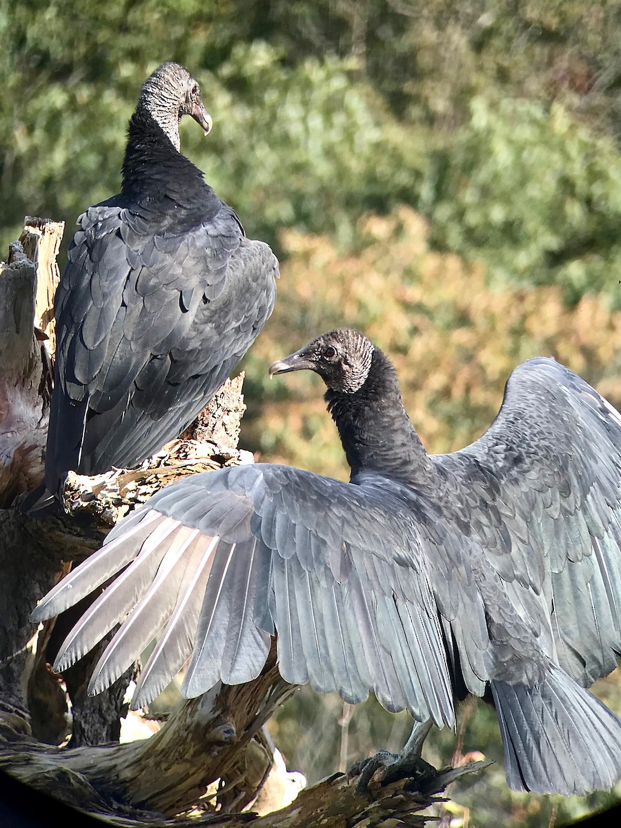 Black Vulture - ML277368141