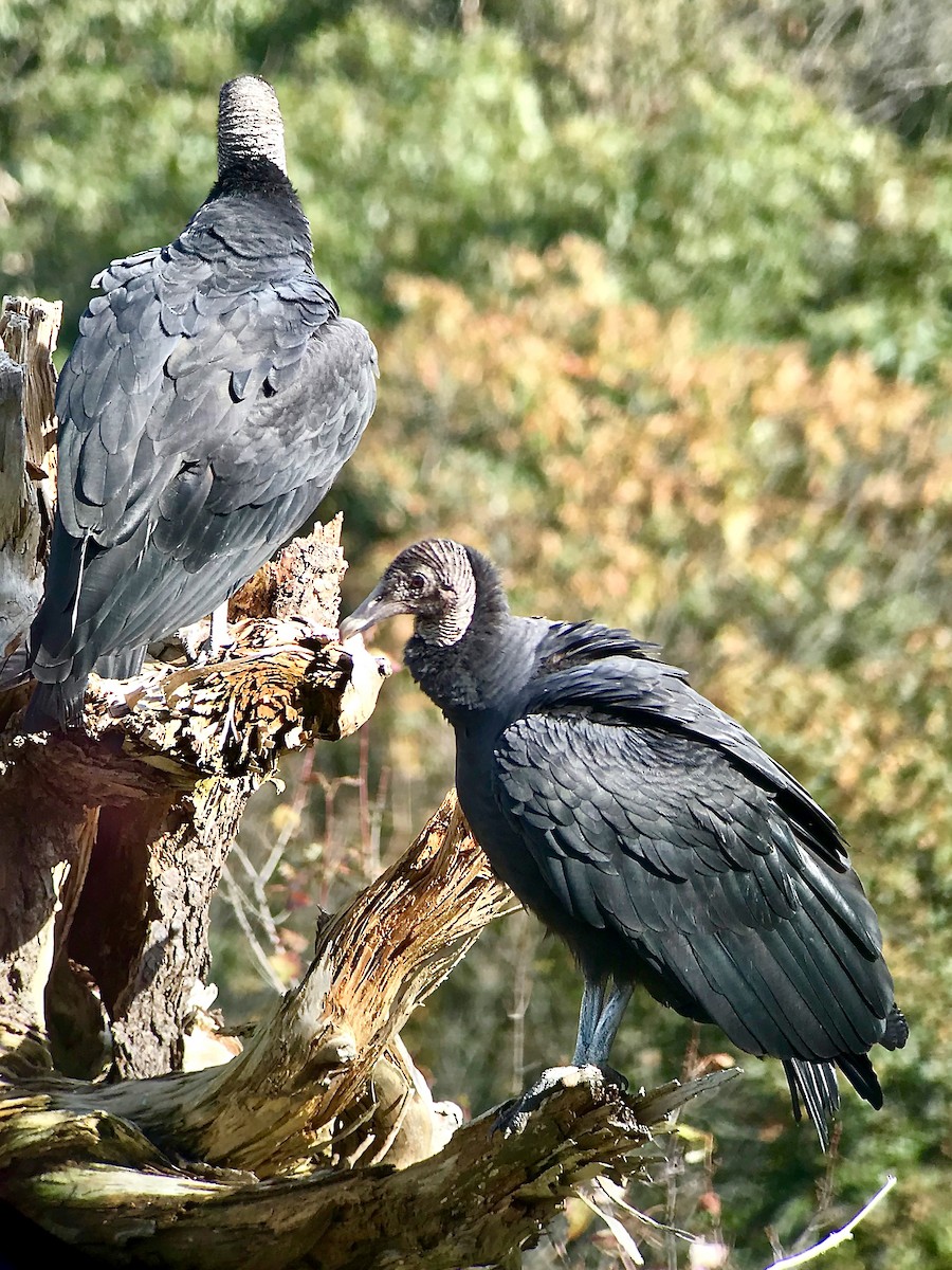 Black Vulture - ML277368161