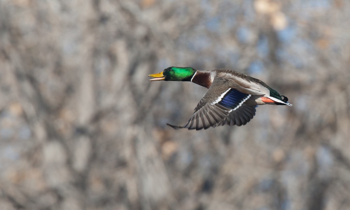 Mallard - ML27736841