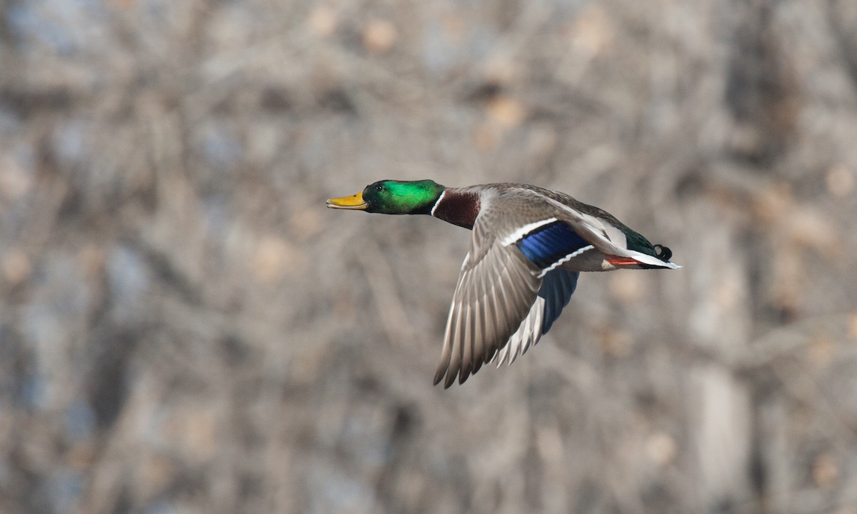 Mallard - ML27736851